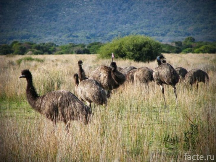 Группа страусов эму
