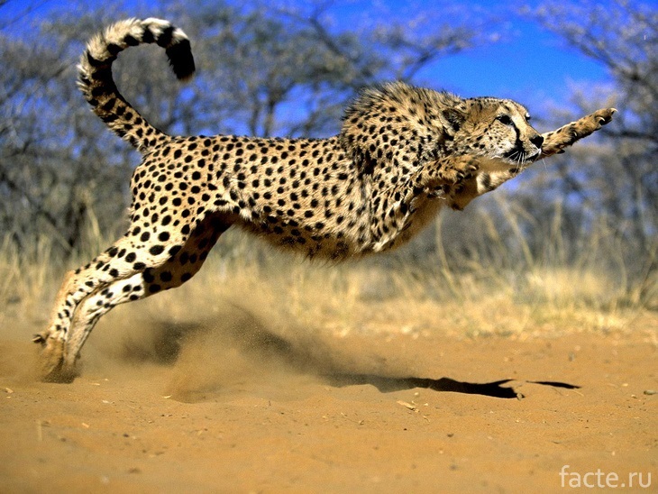 Гепард в прыжке