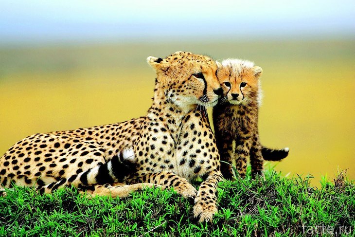 Гепард с детенышем