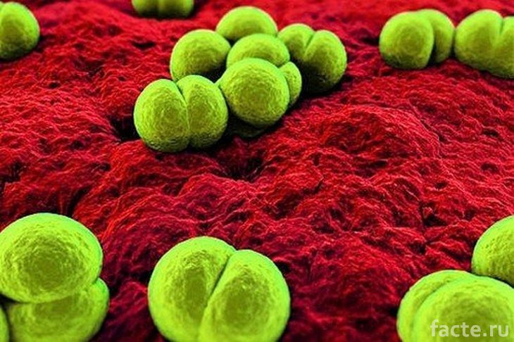 Бактерии гонореи