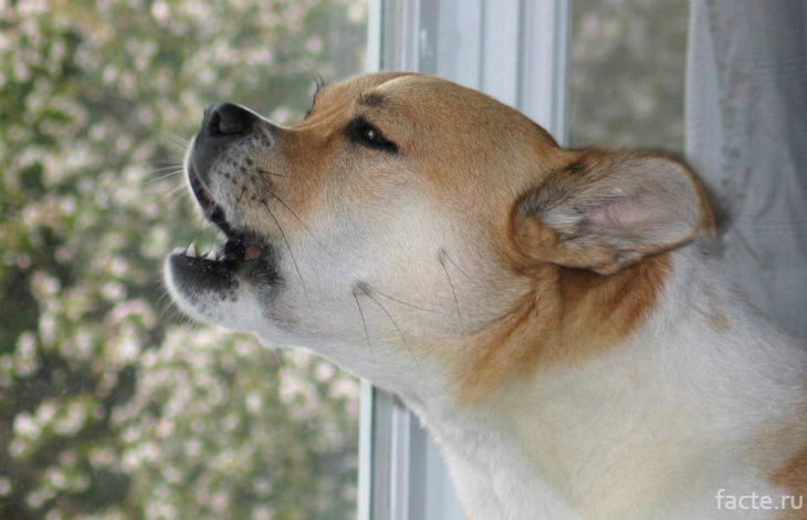 Собака воет в окно