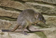 Кенгуровая крыса на камне