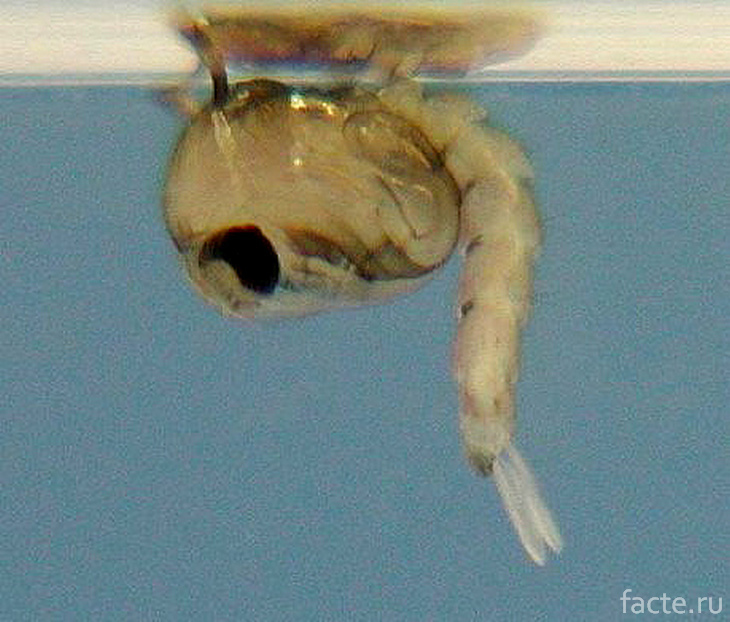 Личинка лондонского подземного комара