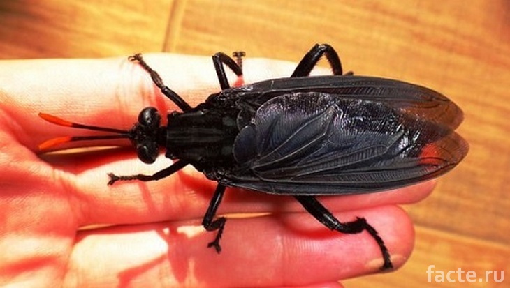 Новые виды насекомых. Гигантская черная муха