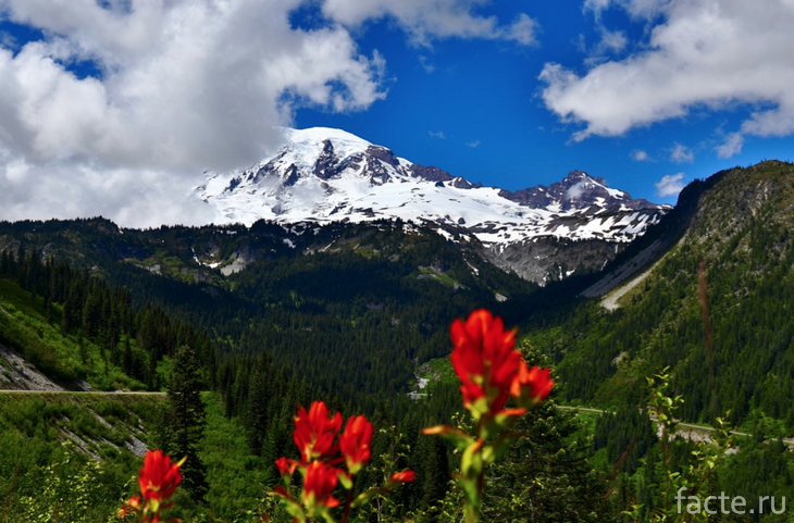 Гора Райнье и красные цветы