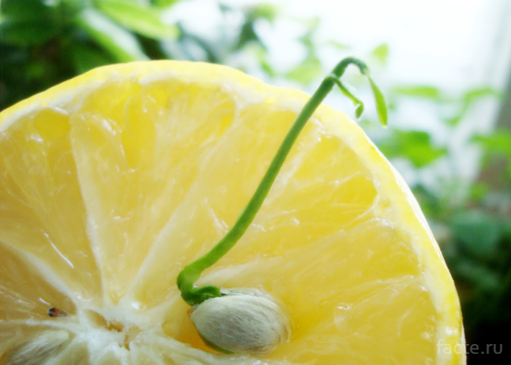 росток лимона