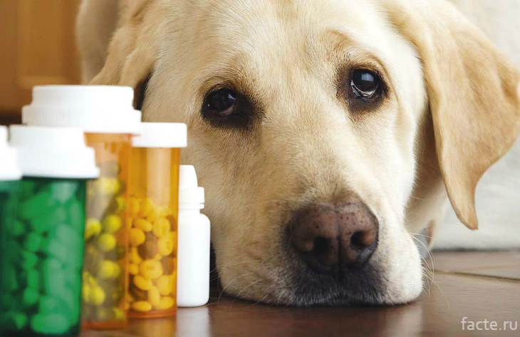 Собака и лекарства