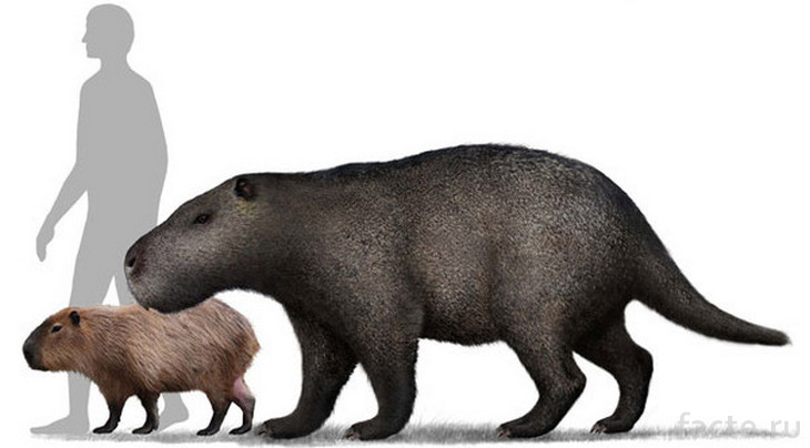 Доисторическая морская свинка, человек и капибара