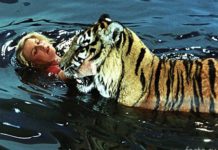 Тигр с Назаровой