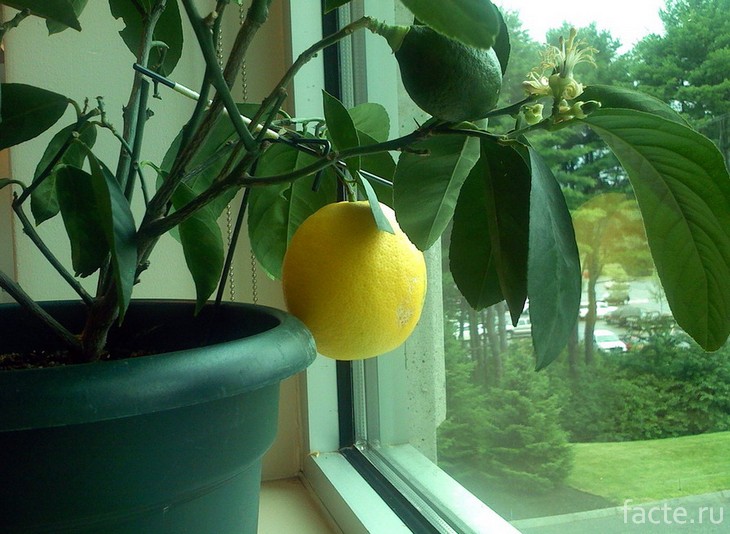 Лимон на подоконнике
