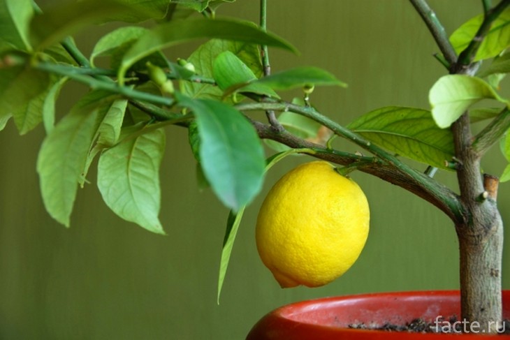 Сорт лимона