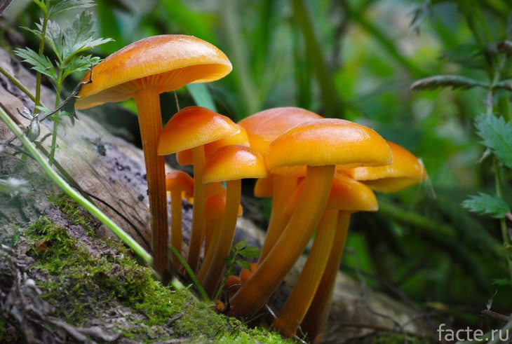Оранжевые грибы