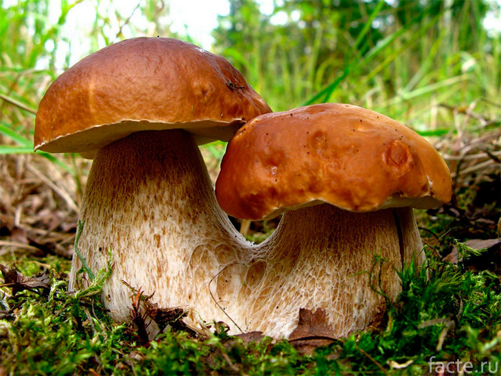 Сросшиеся грибы