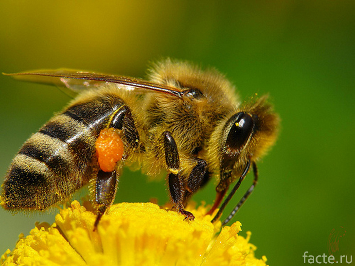 Пчела на одуванчике