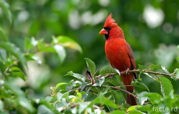 Виргинский кардинал