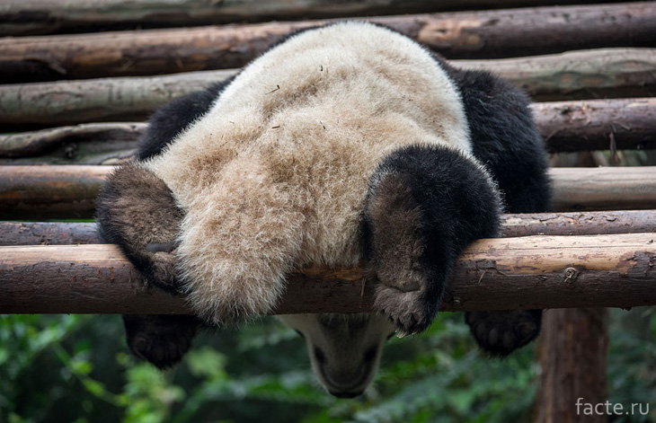 Панда спит