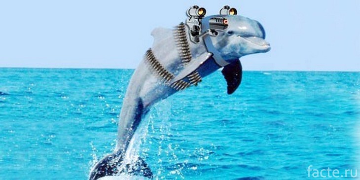 Боевой дельфин