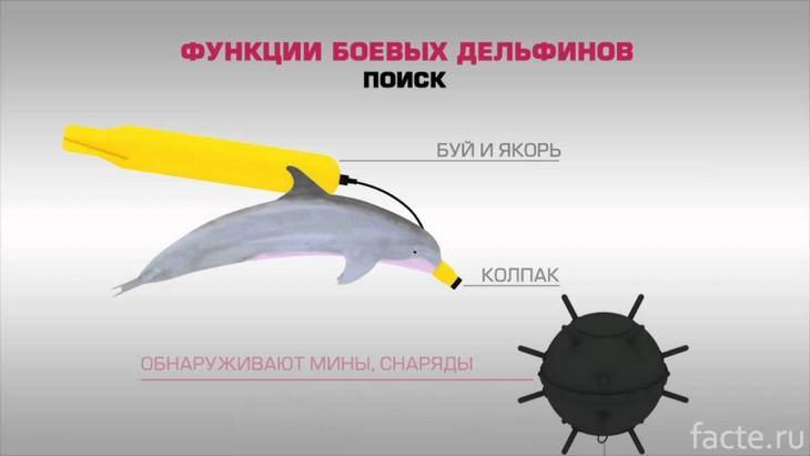 Функции боевых дельфинов