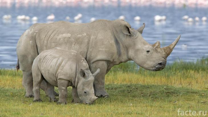 Носорог с детенышем