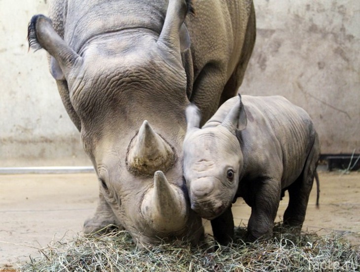 Носорог с детенышем