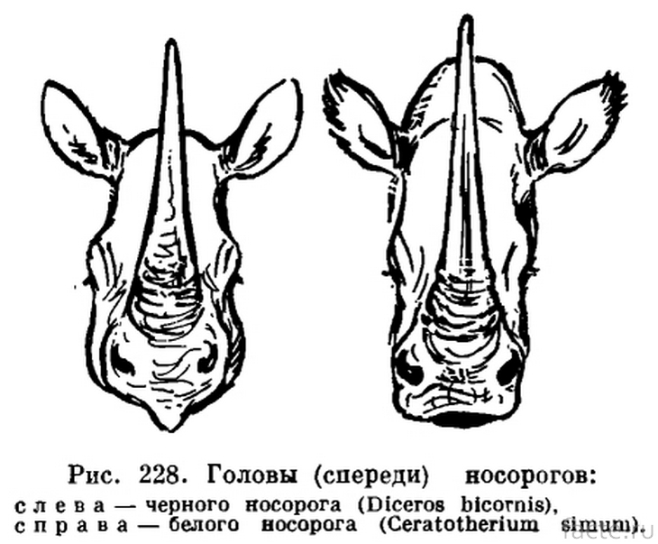 Черный и белый носороги