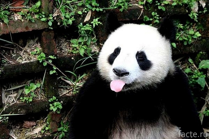 Панда показывает язык