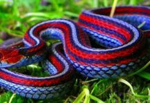 Красивая разноцветная змея