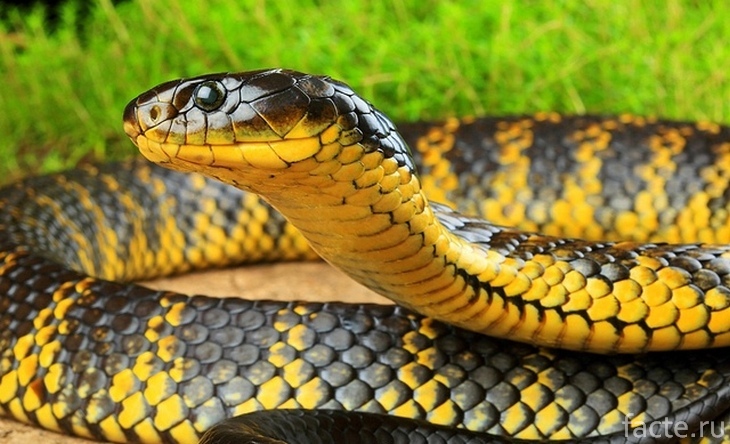 Черно-желтая змея