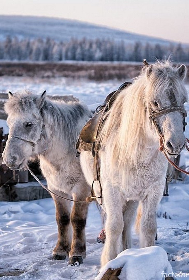Якутская лошадь Соловая