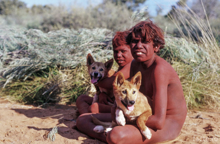 Аборигены и динго