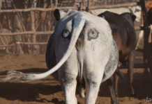 Ботсванская корова