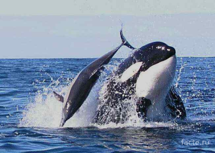 кит и дельфин
