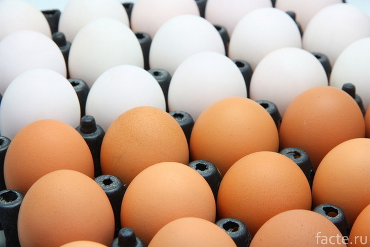 Белые и коричневые яйца