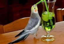 Пьяная птица