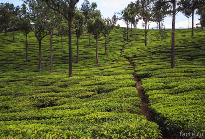 Чайная плантация. Индия