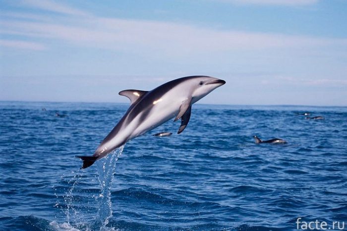 Беломордый дельфин