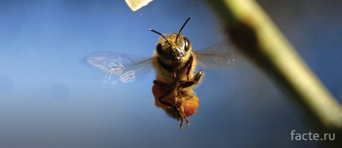 летящая пчела