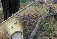 Австралийский паук