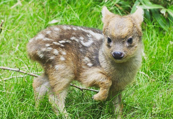 Пуду — самый маленький в мире олень