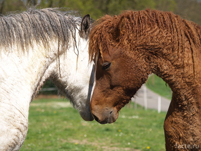 Кучерявые породы лошадей
