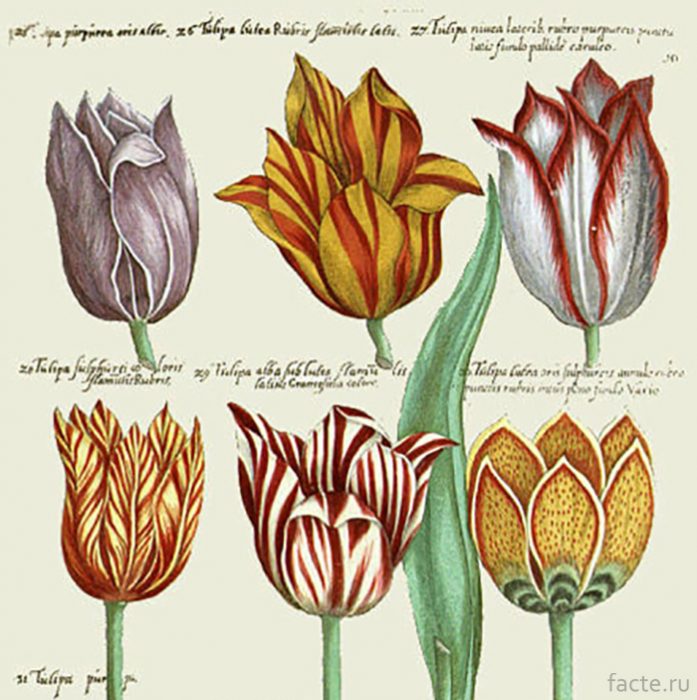 Тюльпаны-разных-видов,-рисунок-1647-года