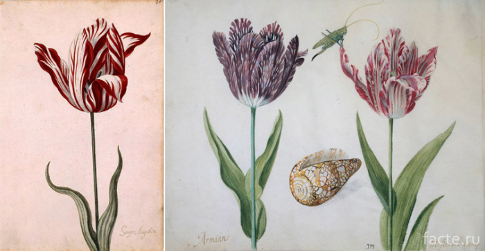 Пестролепестные-тюльпаны-1630-х-годов