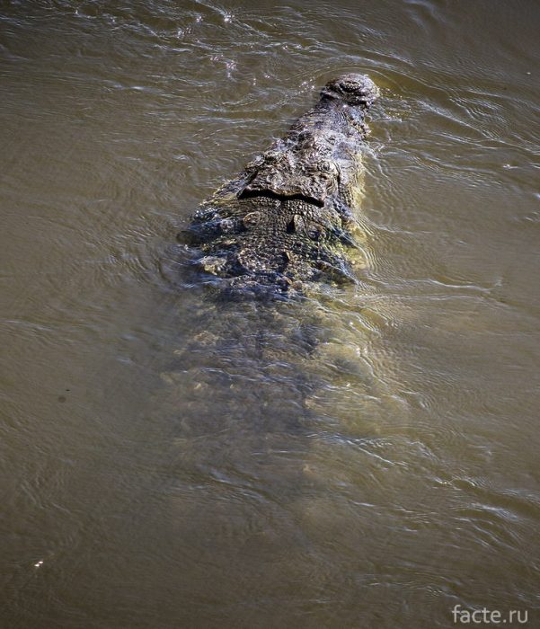 Крокодилы 3