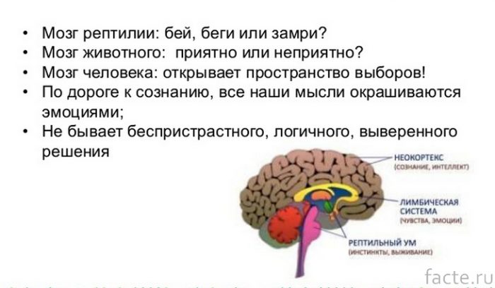 мозг 4
