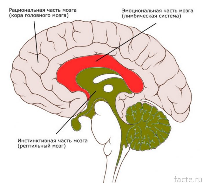 мозг 2