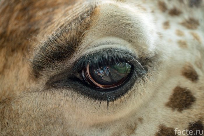 глаз жирафа