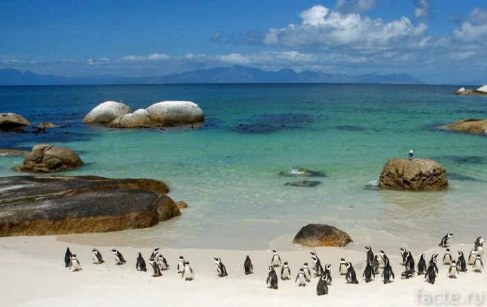 африканские пингвины