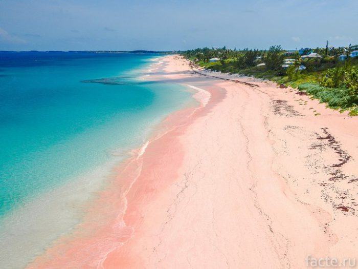 Pink Sands Beach 