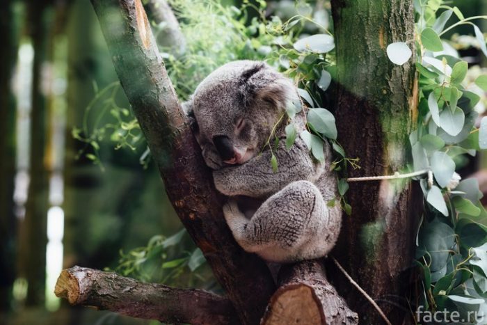 коала спит