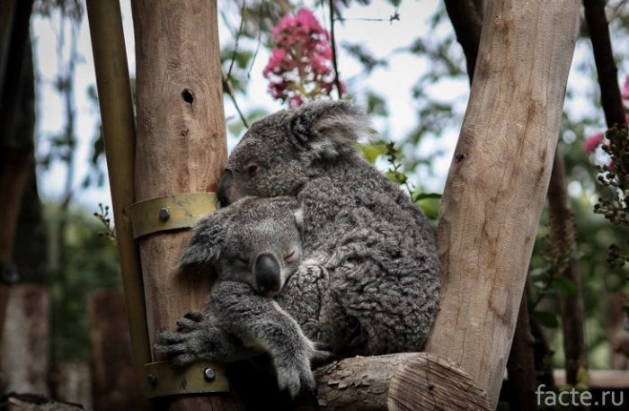 детеныш коалы